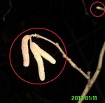 Hasel_Knospen.jpg (116.36 KiB) 4984 mal betrachtet Knospen