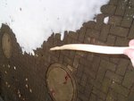 Esche_Sapling008.jpg
