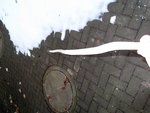 Esche_Sapling009.jpg