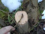 Knospe