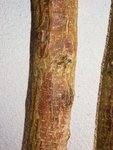 Die Borke der Ulme ist in der Regel grün-grau und bei dünneren Stämmen ab dem 2/3 fast glatt. Dieser Stamm ist im oberen Drittel fast braun und rissig, das erste Merkmal für den Befall.