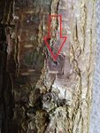 Ulmenkäfer 2013-03-02 010.JPG (294.4 KiB) 12561 mal betrachtet Wenn man die Borke genau anschaut, sieht man kleine Löcher, die auf den Befall hinweisen.