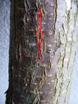 Ulmenkäfer 2013-03-02 011.JPG (338.98 KiB) 12561 mal betrachtet Mit einem geübten Auge lassen sich diese schnell erkennen.