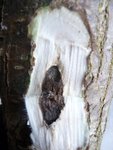 Ulmenkäfer 2013-03-02 013.JPG (199.32 KiB) 12587 mal betrachtet Sollte diese dunkelbraune Verfärbung unter der Borke auftauchen, ist der Baum nicht zum Bogenbau geeignet.