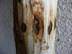 Ulmenkäfer 2013-03-02 006.JPG (232.23 KiB) 12561 mal betrachtet Ein fortgeschrittener Befall sieht so aus ... und der zieht sich über den ganzen Stamm.