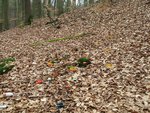 die ersten Frühlings"pfeile" im Wald