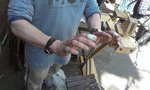 Jetsam wollte seine Finger etwas Vegan-Konformer gestalten:)