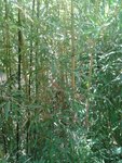 IMG-20130724-WA0000.jpg