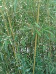 IMG-20130721-WA0000.jpg