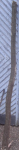 Evonymus europea.JPG