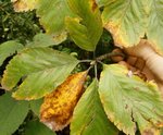 Und hier noch die angeherbsteten Blätter