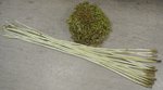 Sapling-FKK