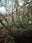 DSCF5461.JPG