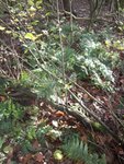 DSCF5463.JPG