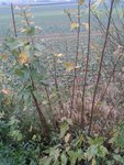 IMG-20131110-WA0001.jpg