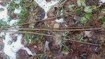 Schösslinge sind nur für die Vorschäfte für die Schneeball-Pfeile