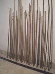 35 Saplinge