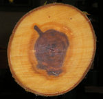 IMGP2187.jpg