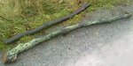 Zwei der Staves
