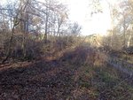Wald.jpg