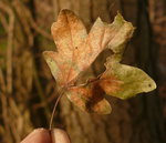 Blatt