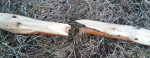 IMG00025-20100403-1700.jpg