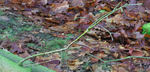 Knospen