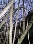 PICT0364.JPG