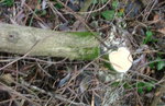Stammabschnitt