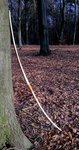 Wald.jpg