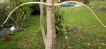 11SchwimmenderBlutegelZoffti.jpg