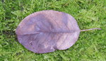 Blatt