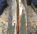 Käfer und Pilz haben ganze Arbeit geleistet