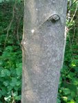 Baum 1 Rinde