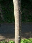 Baum 2 Rinde