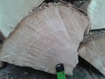 Ulme_count.jpg (264.65 KiB) 15411 mal betrachtet Ulme