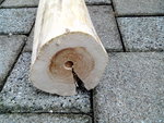 2014-06-29 10.08.28.jpg (474.61 KiB) 2469 mal betrachtet Pilzbefall?