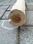 Pilzbefall?