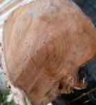 und das ist der dickste - ca. 19cm dick - an der Basis