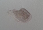 Schön die Decke abgeschossen
