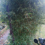 bambussap1.jpg