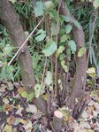 DSC04515.JPG