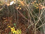 Saplingpfeile 1.jpg (449.48 KiB) 6992 mal betrachtet Das Habitat, ohne Machete kein Durchkommen mehr.