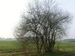 Prunus X Habitat 1.jpg
