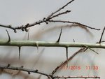Prunus X Knospen 1.jpg