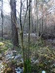 Habitat