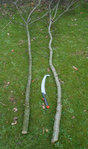 Die Ernte mit benutzem Werkzeug<br />Traubenkirsche links/Weißdorn rechts