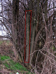 Holunder1_Habitat.jpg (1.16 MiB) 3376 mal betrachtet Holunder 1 in seiner ursprünglichen Umgebung.