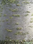 Rinde der Mirabelle dargestellt bei Baumkunde.de