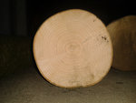 Querschnitt